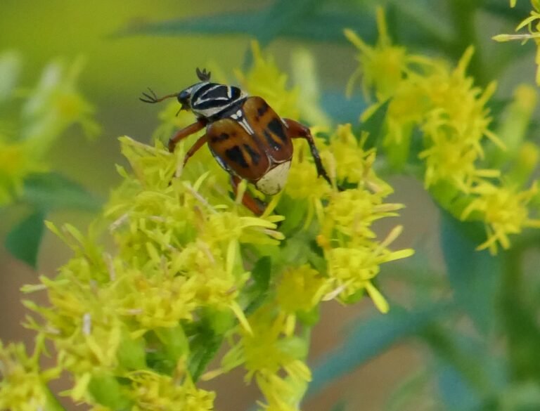 delta flower scarab beetle Trigonepeltastes delta