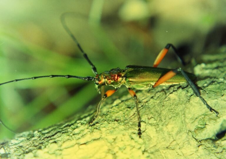 eastern bumelia borer Plinthocoelium suaveolens