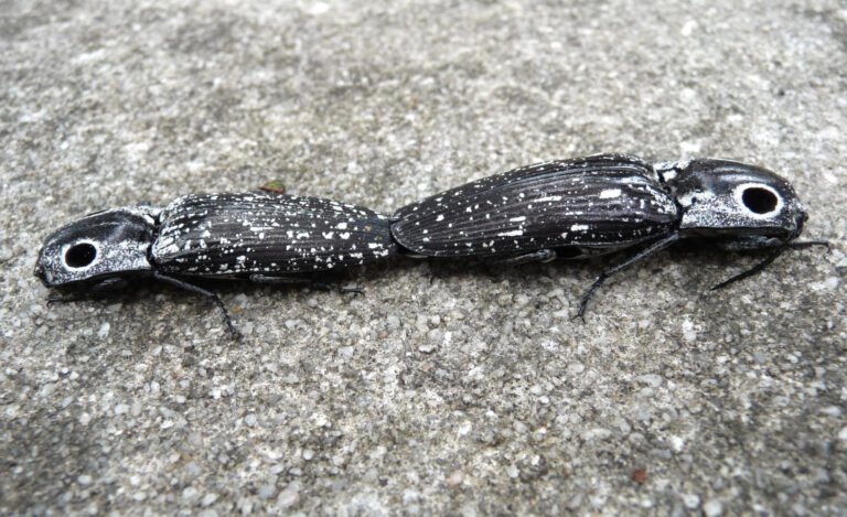 eastern eyed click beetles mating Alaus oculatus