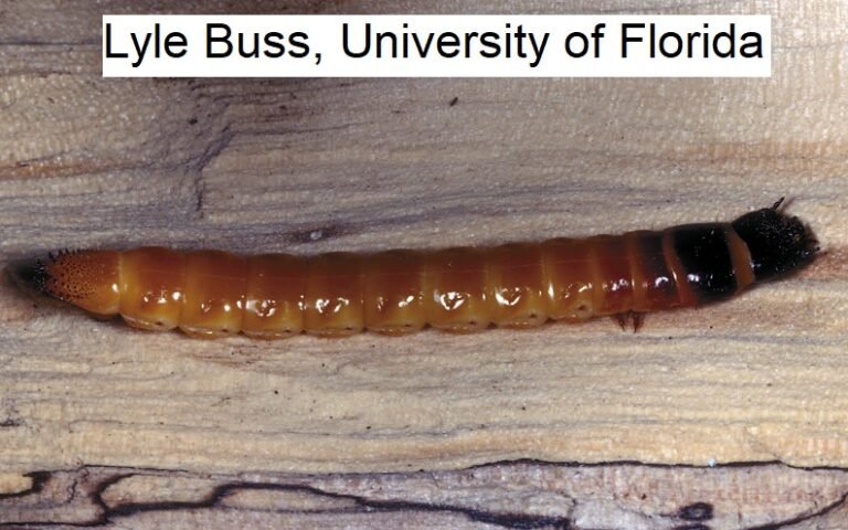 eastern eyed click beetle larva Alaus oculatus Lyle Buss