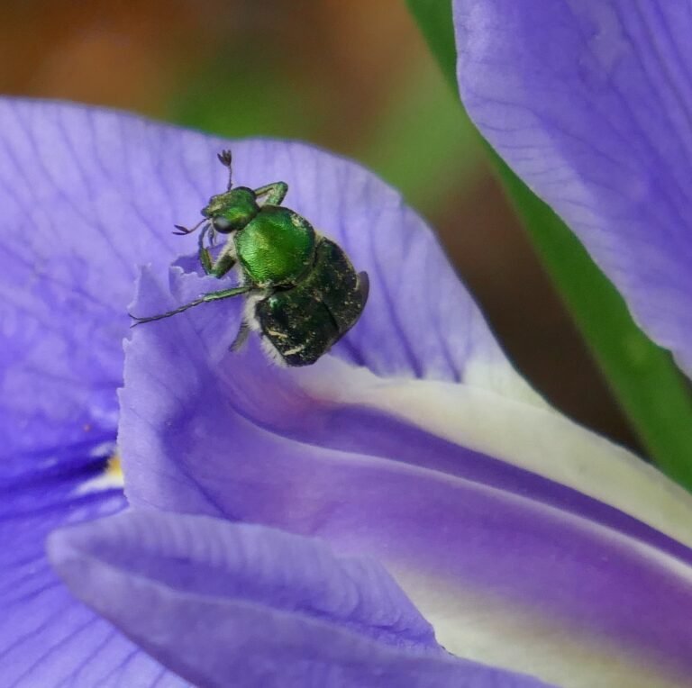 emerald flower scarab beetle Trichiotinus lunulatus