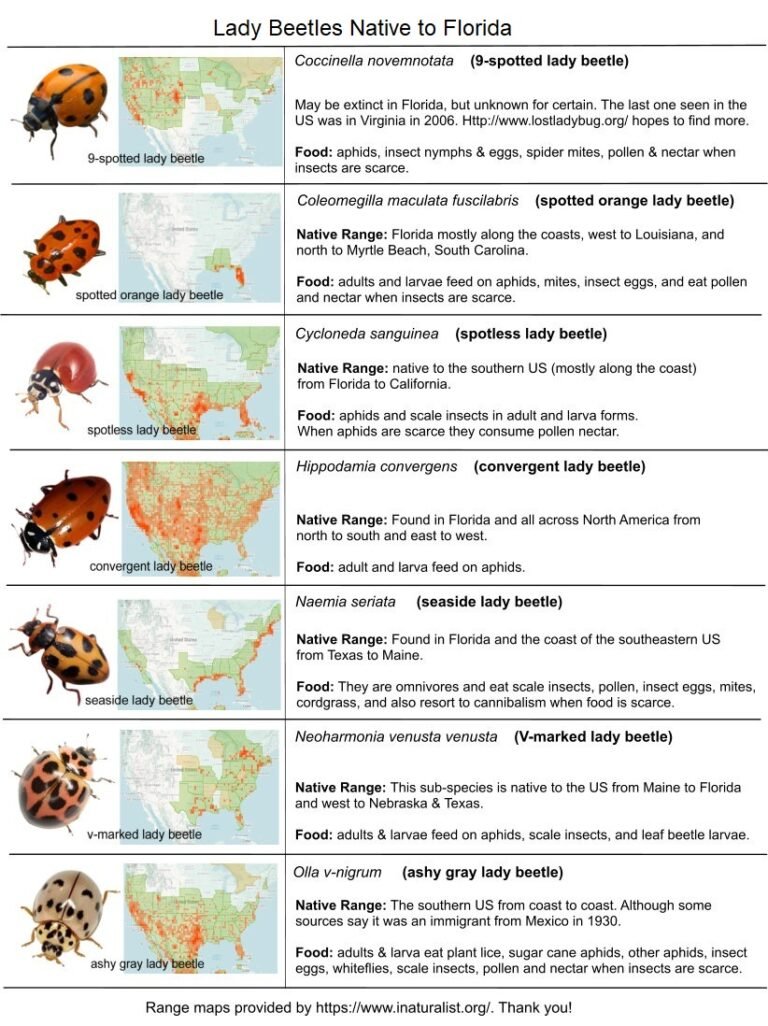 florida lady beetles chart with range maps