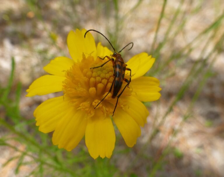 slender flower longhorn beetle Strangalia famelica