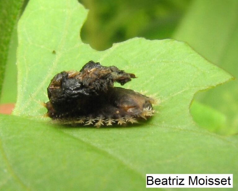 golden tortoise beetle larva Charidotella bicolor