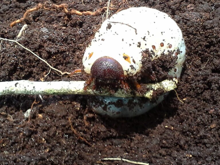 green June beetle larva Cotinis nitida