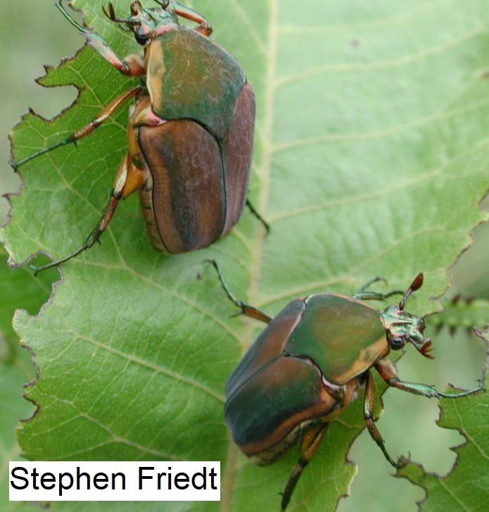 green June beetle Cotinis nitida