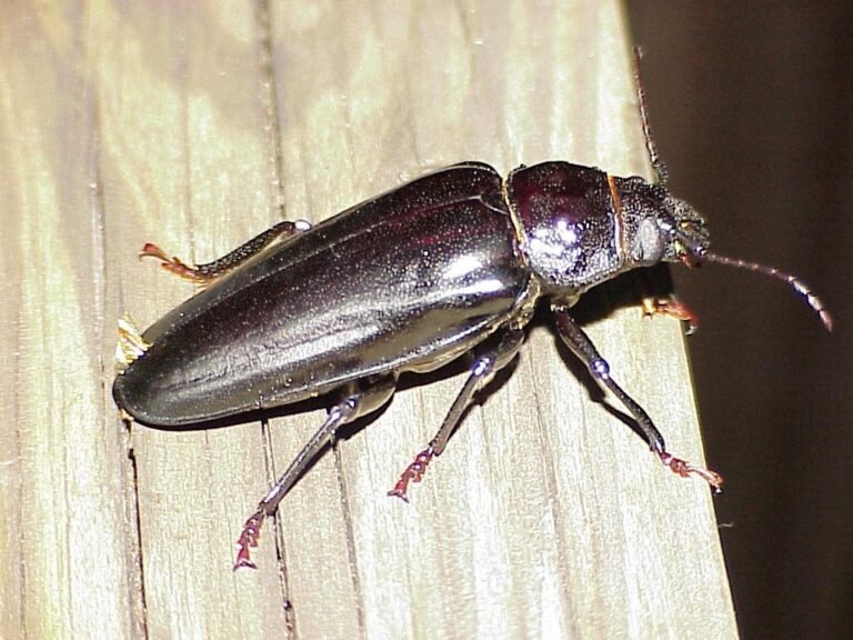 live oak stump borer beetle Mallodon melanopus
