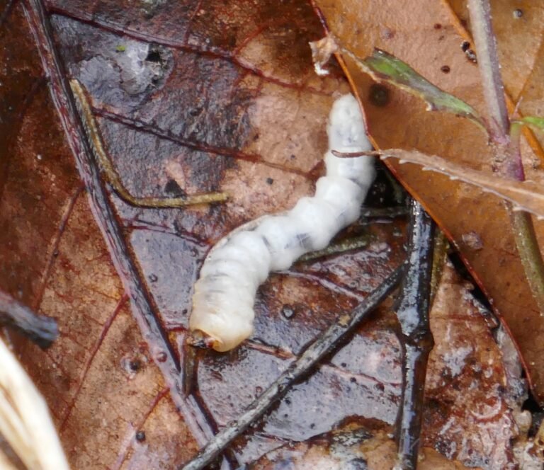 long horned beetle larva
