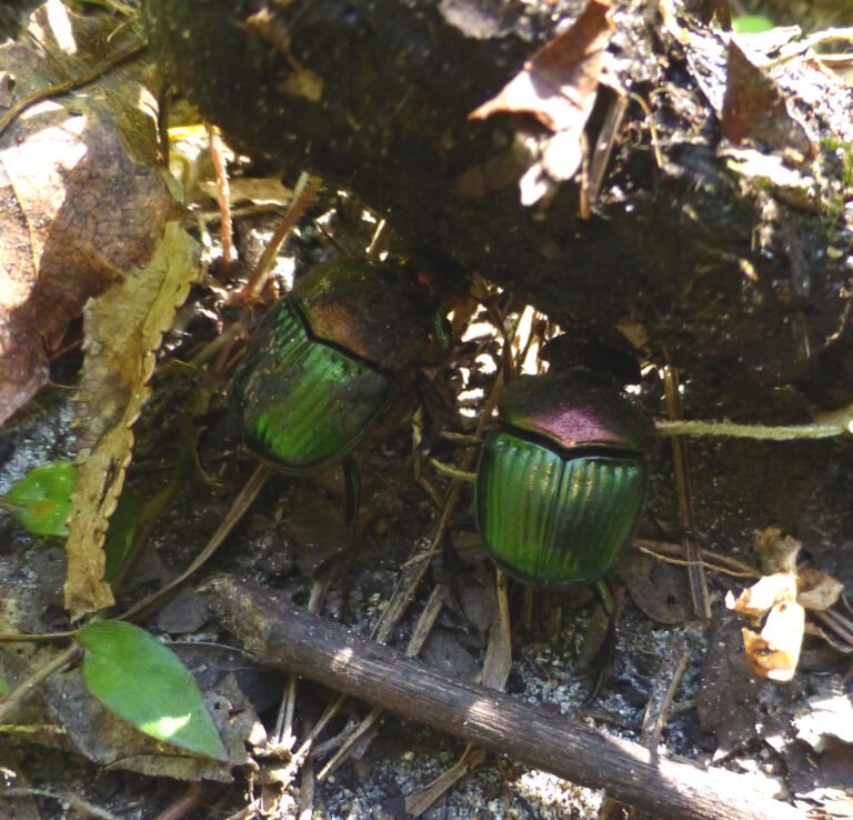 rainbow dung beetle Phanaeus vindex