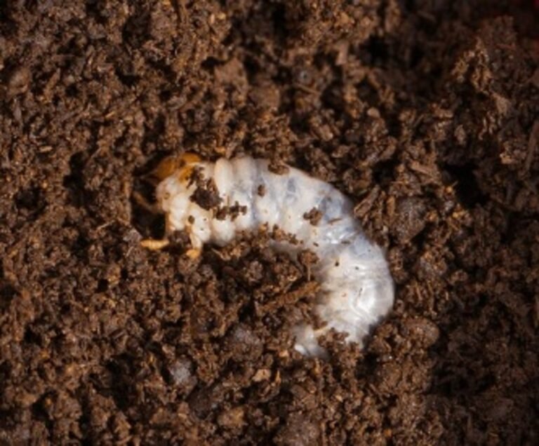 rainbow dung beetle larva Phanaeus vindex