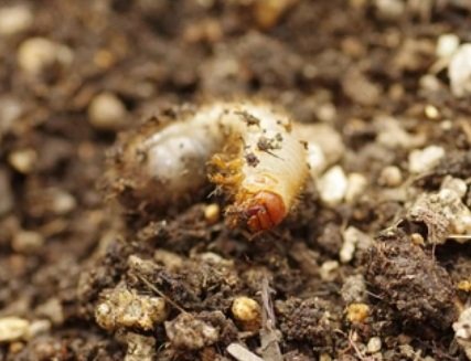 scarab beetle larva