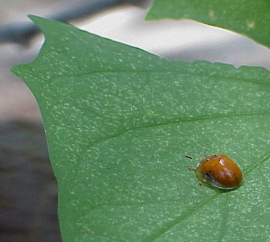 golden tortoise beetle Charidotella bicolor