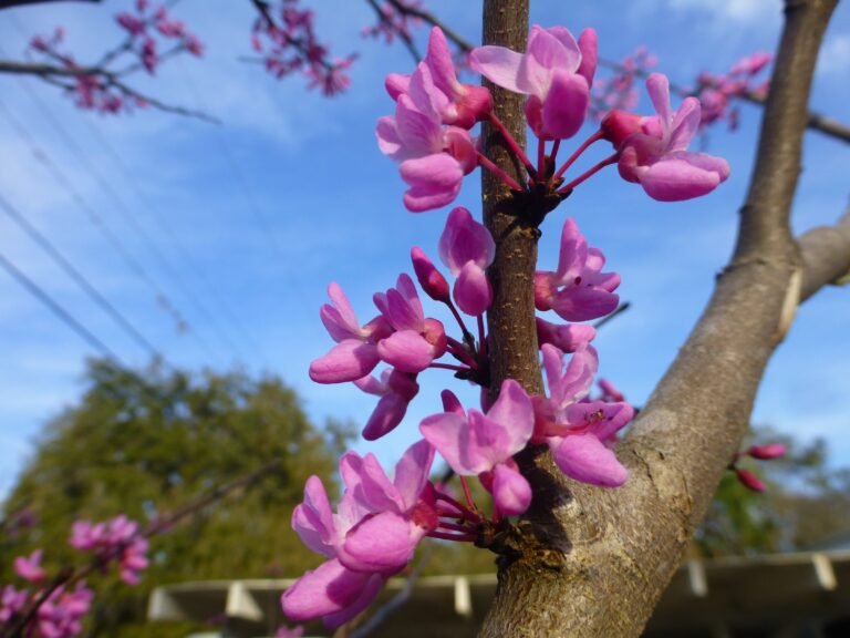 Eastern redbud Cercis canadensis flowers