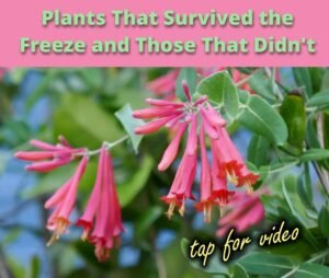 Plants That Survived the Freeze and Those That Didn't video link