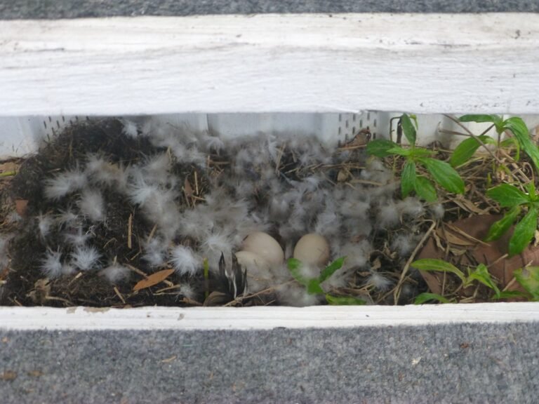 muscovy duck nest under the steps of a deck