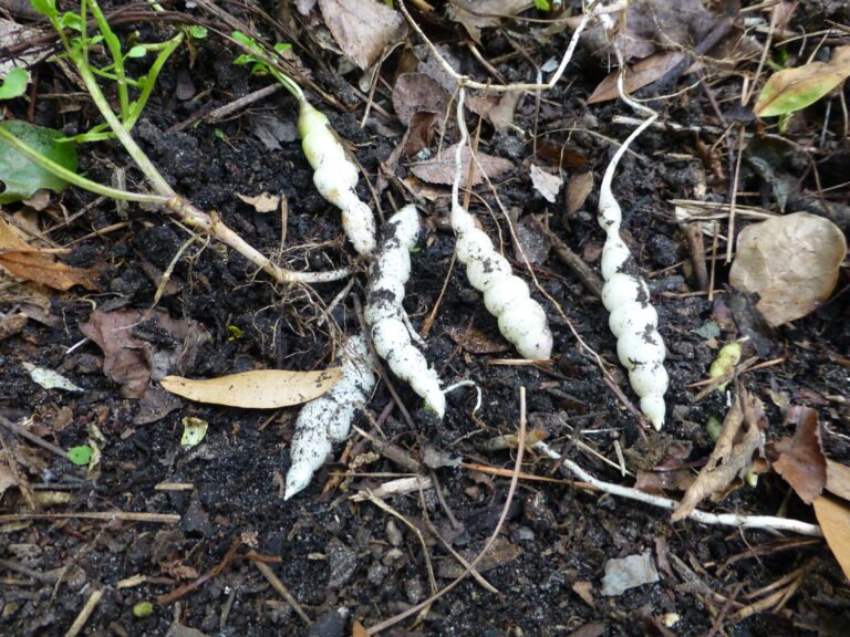 Stachys floridana Florida root tubers