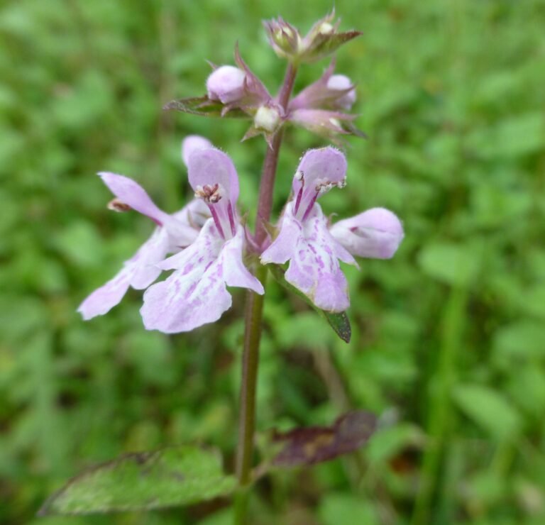 Stachys floridana Florida betony flower