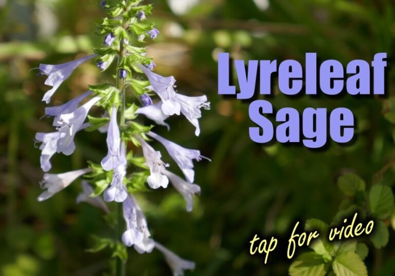 lyreleaf sage youtube video link