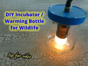 A video link for a DIY Incubator / Warming Bottle for Wildlife