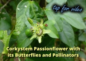 Corkystem Passionflower