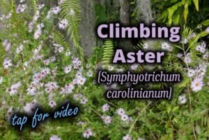 video link for Climbing aster, Symphyotrichum carolinianum