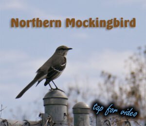 northern mockingbird video link