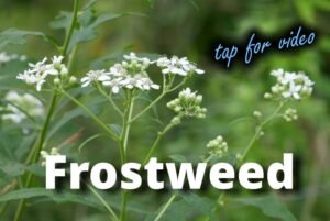 frostweed (Verbesina virginica) video link